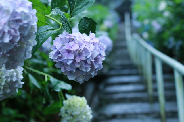 吉備津神社岩山宮の紫陽花