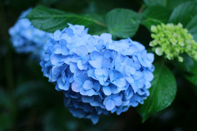 吉備津神社の紫陽花