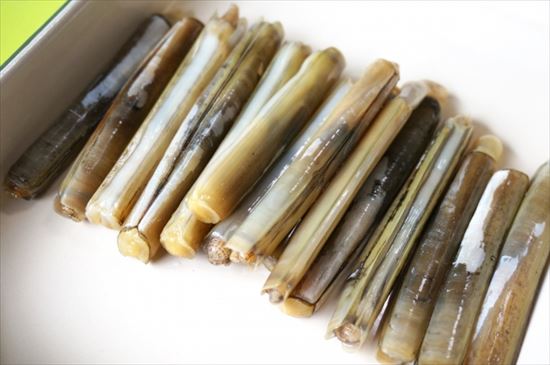 マテ貝がお皿に並んでいる様子